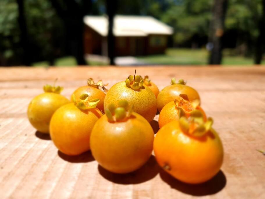 Sitio Recanto Feliz Gramado Zewnętrze zdjęcie