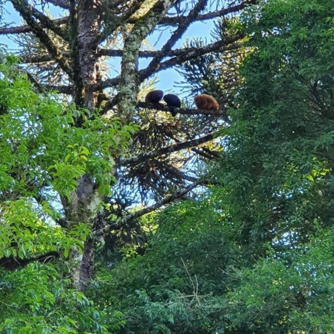 Sitio Recanto Feliz Gramado Zewnętrze zdjęcie